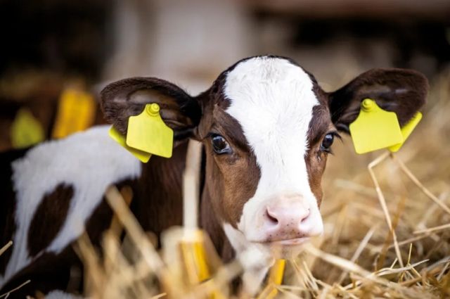 Eskişehir’de Çiftçilere 113 Milyon TL Destek!