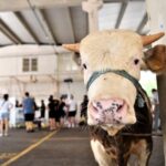 Kırmızı Et Fiyatları Rekor Kırdı! Dana ve Kuzu Kesim Fiyatlarında Büyük Artış