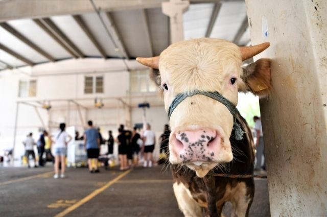 Kırmızı Et Fiyatları Rekor Kırdı! Dana ve Kuzu Kesim Fiyatlarında Büyük Artış