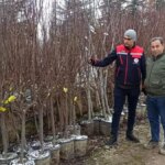 Afyonkarahisar’da Fidan Satış Noktalarında Denetim!