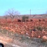 Bozova’da Fıstık Tarlasında Korkutan Domuz Sürüsü!