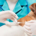 Gümüşhane’de Kedi ve Köpekler İçin Dijital Kimlik Zorunluluğu!