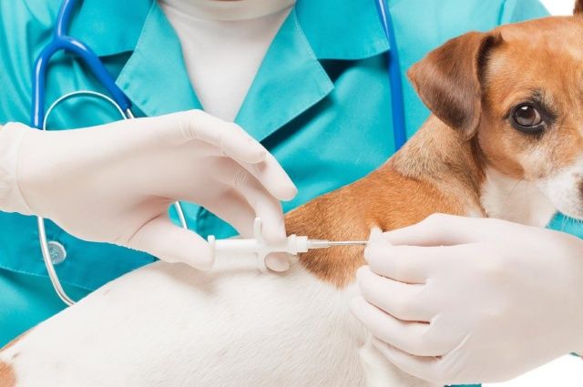 Gümüşhane’de Kedi ve Köpekler İçin Dijital Kimlik Zorunluluğu!