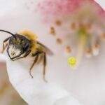 Arı Kovanı Seçerken Nelere Dikkat Etmeli?