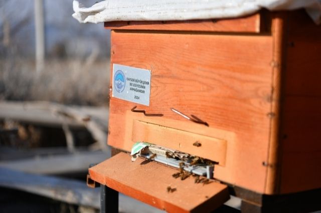 Kayseri’de Arıcılık Heyecanı: 600 Arı Kolonisi Dağıtılacak!