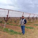 Üzüm Bağlarını Doludan Koruma Yöntemi