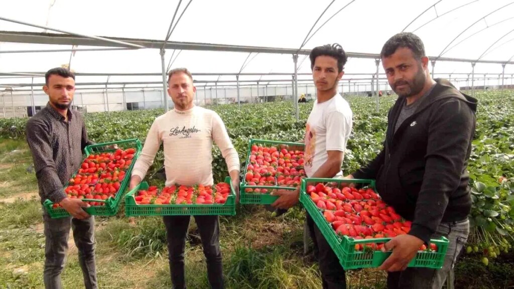 Silifke’de Çilek Hasadında %20’ye Varan Kayıp!