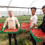 Silifke’de Çilek Hasadında %20’ye Varan Kayıp!