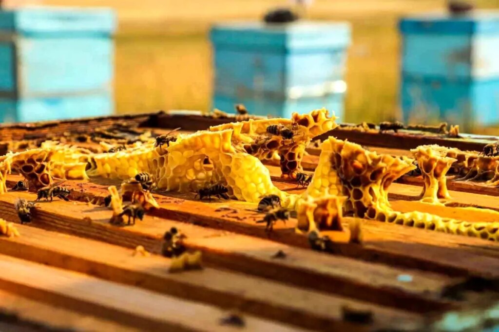 Refahiye’de Arı Kovanı Çıtası Üretim Atölyesi Açıldı