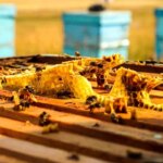 Refahiye’de Arı Kovanı Çıtası Üretim Atölyesi Açıldı