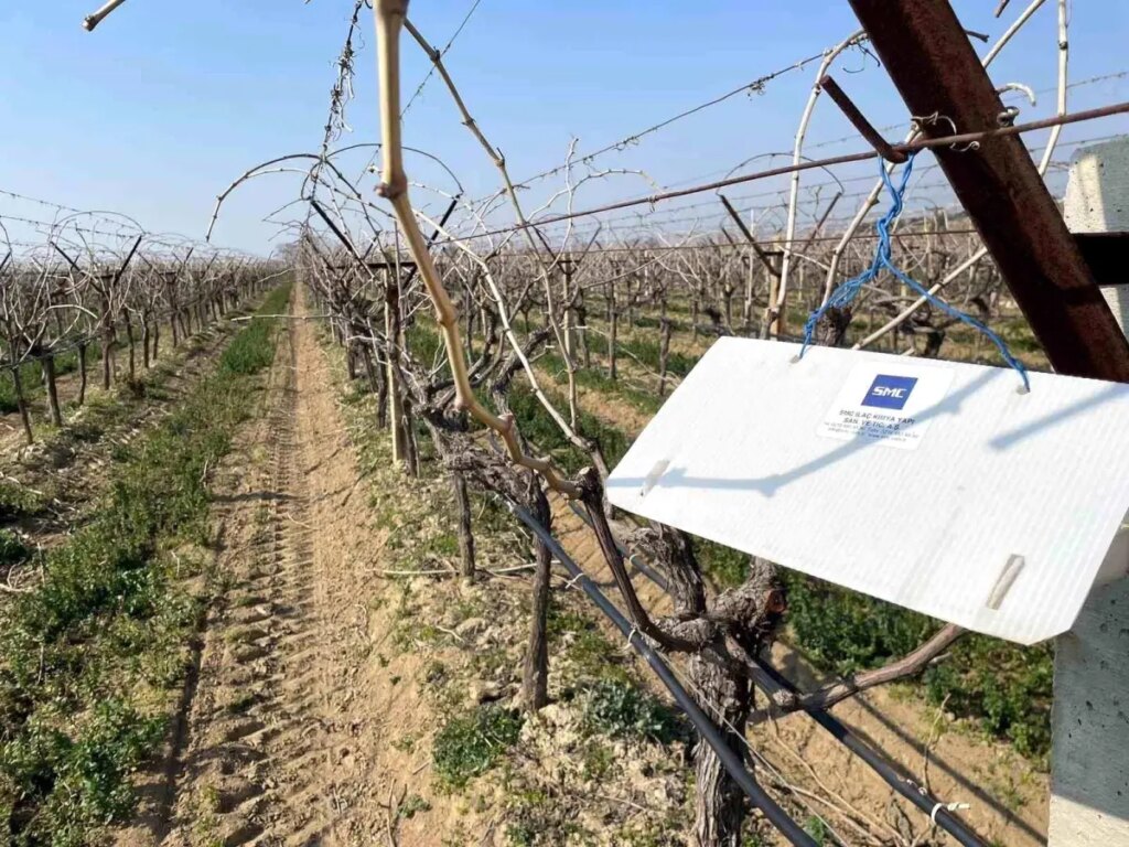 Sarıgöl’de Salkım Güvesi Kontrolü Başladı!