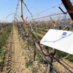 Sarıgöl’de Salkım Güvesi Kontrolü Başladı!