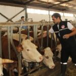 Afyonkarahisar’da Şap Hastalığı Alarmı