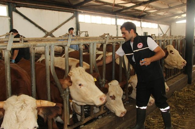 Afyonkarahisar’da Şap Hastalığı Alarmı