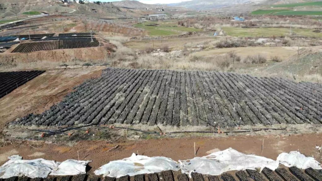 Siirt’te Fıstık Fidanlarıyla Dikkat Çeken Tesis