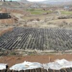 Siirt’te Fıstık Fidanlarıyla Dikkat Çeken Tesis