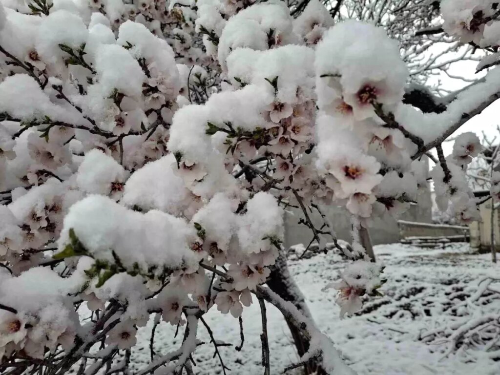 Sincik’te Baharın Ardından Kar Yağışı Şaşırttı