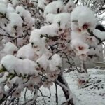 Sincik’te Baharın Ardından Kar Yağışı Şaşırttı