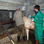 Trabzon’da Büyükbaş Hayvanlara Şap Aşısı Seferberliği!