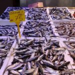 Balıkçılar Nisan 15’te Paydos Ediyor!