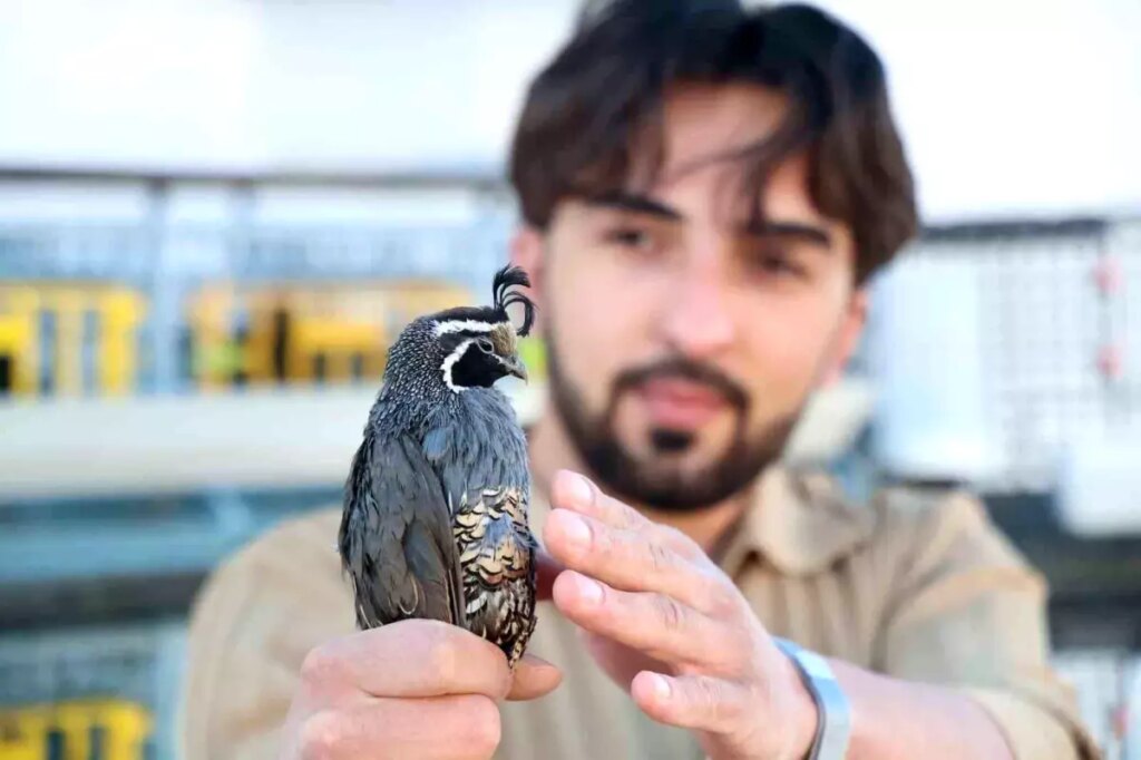 Üniversiteli Genç Egzotik Bıldırcınları Yurt Dışına İhraç Ediyor