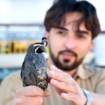 Üniversiteli Genç Egzotik Bıldırcınları Yurt Dışına İhraç Ediyor