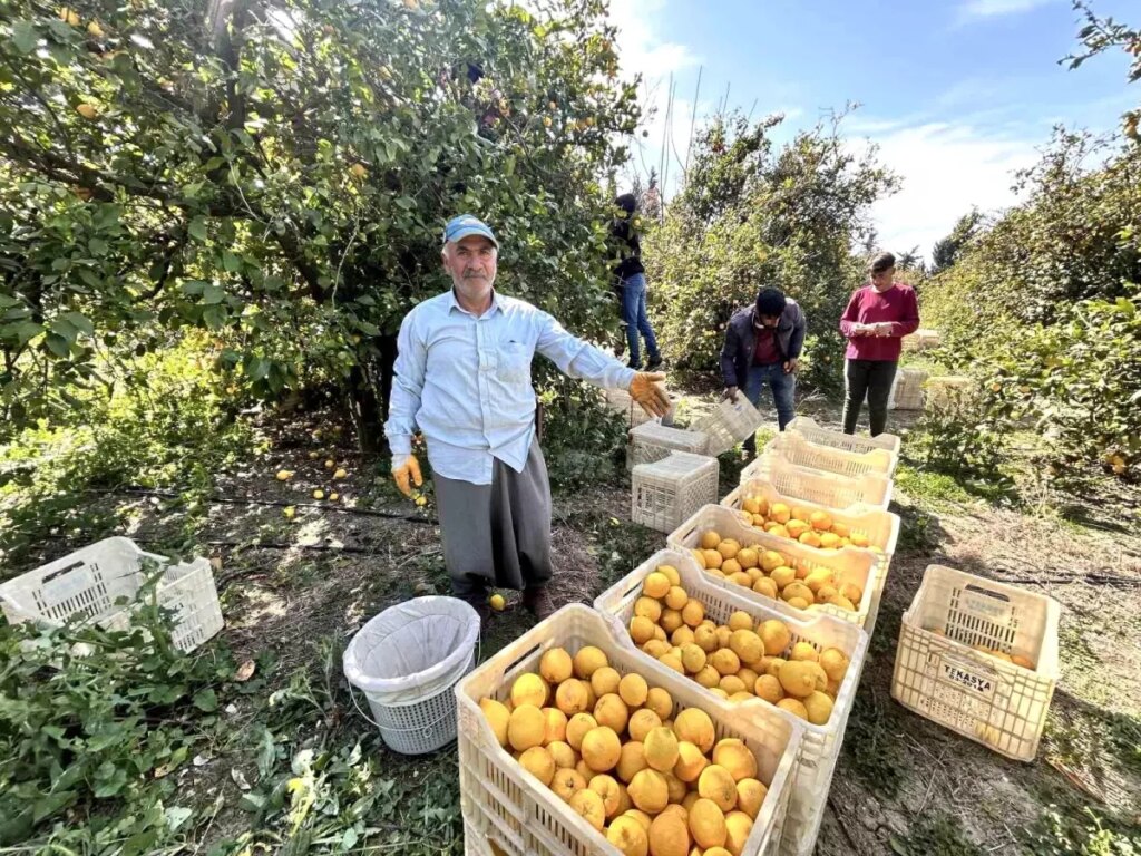 Arsuz’da Zirai Dondan Korunan Limonlar 15 TL’den Alıcı Buluyor