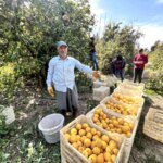 Arsuz’da Zirai Dondan Korunan Limonlar 15 TL’den Alıcı Buluyor