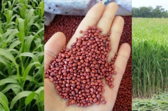Yem Bitkisi Üretimine %75 Hibeli Destek!