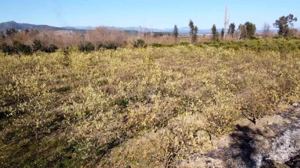 Adana’da Zirai Don Felaketi – Çiftçiler Zararını Anlattı