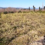 Adana’da Zirai Don Felaketi – Çiftçiler Zararını Anlattı